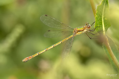 Lestes sponsa