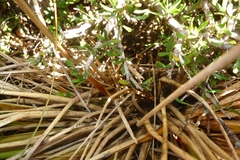 Pittosporum anomalum