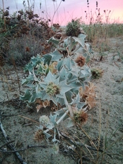 Eryngium maritimum