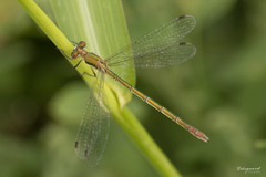 Enallagma cyathigerum