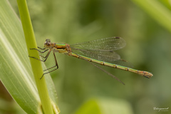 Enallagma cyathigerum