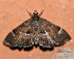 Hymenia perspectalis
