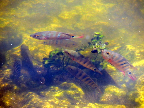 Mayaheros urophthalmus