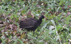 Gallicrex cinerea