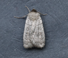 Protolampra rufipectus
