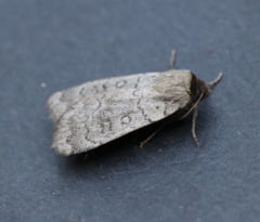 Protolampra rufipectus