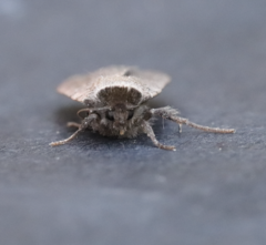 Protolampra rufipectus