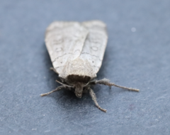 Protolampra rufipectus