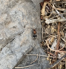 Ronisia brutia