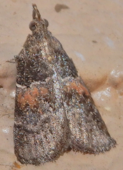 Satole ligniperdalis