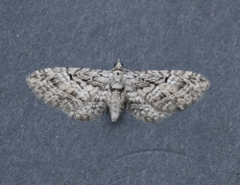 Eupithecia interruptofasciata