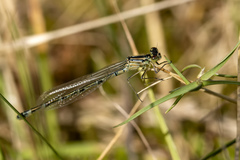 Coenagrion hastulatum