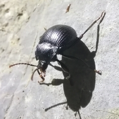 Accanthopus velikensis