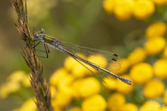 Lestes sponsa