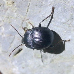 Accanthopus velikensis