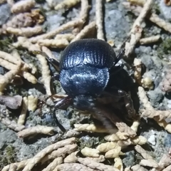 Accanthopus velikensis