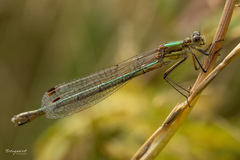 Lestes sponsa