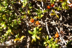 Coprosma fowerakeri