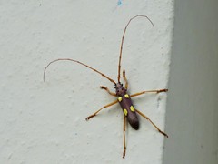 Eburia pedestris