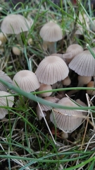 Coprinellus disseminatus