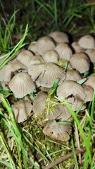 Coprinellus disseminatus