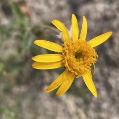 Arnica sororia