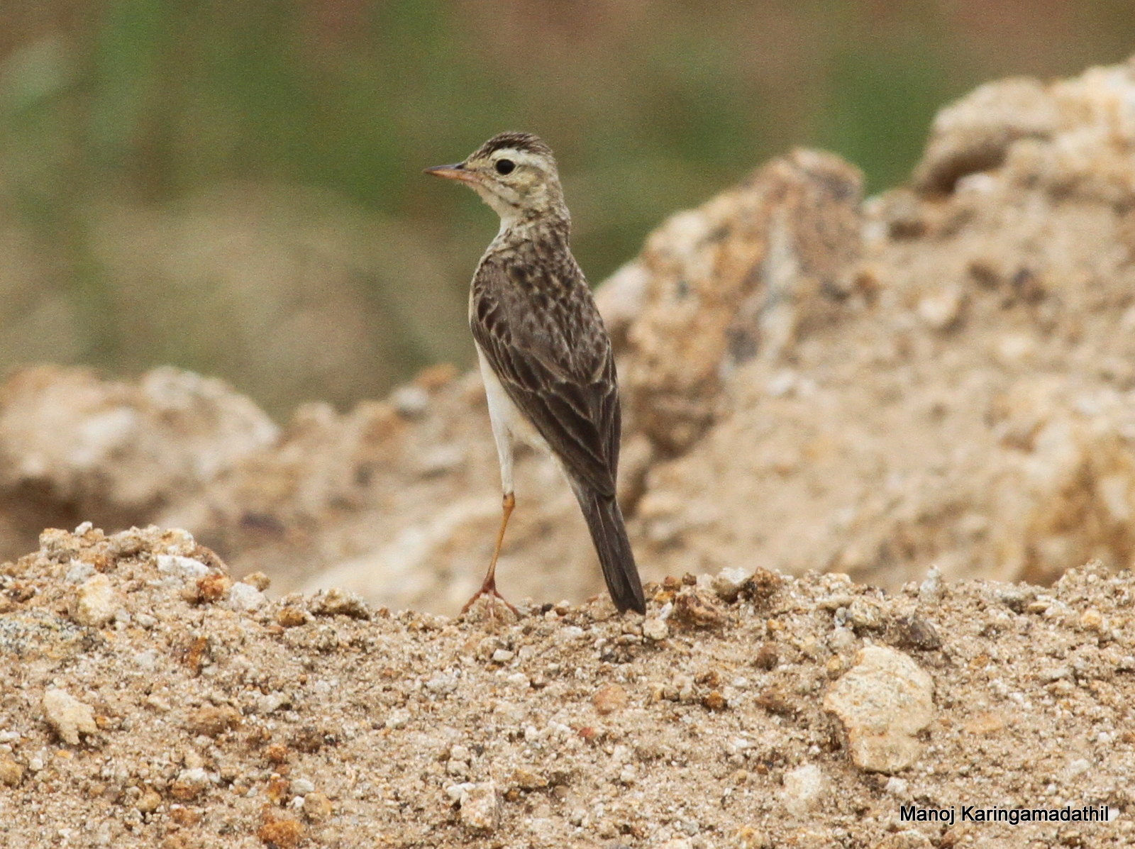 Paddyfield Pipit