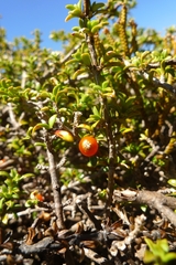 Coprosma fowerakeri