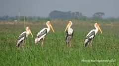 Mycteria leucocephala