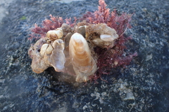 Vulsella ovata