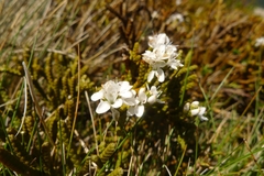 Veronica lycopodioides