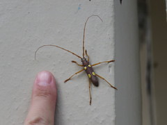 Eburia pedestris