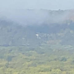 Pelecanus erythrorhynchos