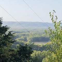 Pelecanus erythrorhynchos