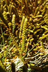 Veronica lycopodioides