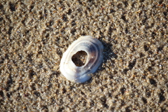 Amblychilepas javanicensis