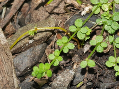 Galium propinquum