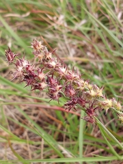 Cenchrus tribuloides