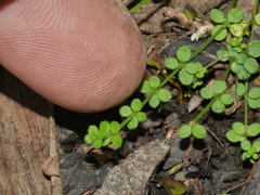 Galium propinquum