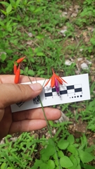 Bessera elegantissima