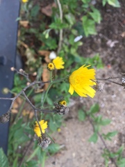 Hieracium