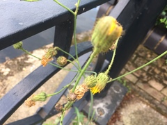 Sonchus arvensis