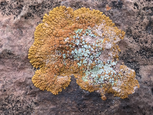 Desert Firedot Lichen
