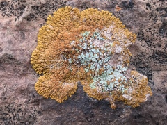 Xanthomendoza trachyphylla