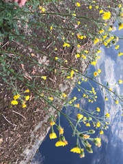 Hieracium