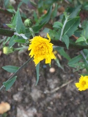 Hieracium