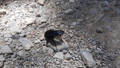 Bombus volucelloides