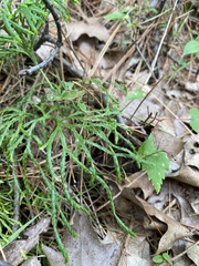 Diphasiastrum complanatum