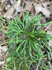 Diphasiastrum complanatum