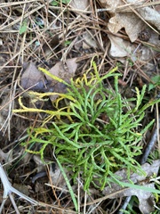 Diphasiastrum complanatum